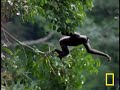 The Swinging Gibbon   National Geographic