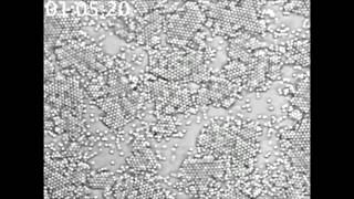 Crystallization of DNA-coated colloids