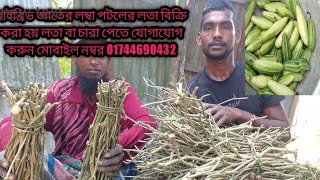 পটলের লতা কাটিং কোন ধরনের লতা বা চারা লাগাবেন পটলের লতা বা চারা কুরিয়ার সাভির্স এর মাধ্যমে পাঠানো