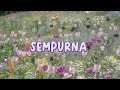 Sempurna -Andra and the backbone (lirik lagu)