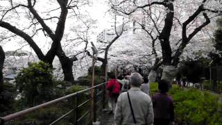 千鳥ヶ淵の桜