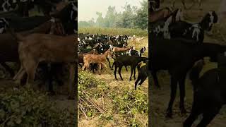 Beetal goats graizing in cotton crop field #rockfarming #grazing #goats