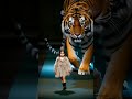 big tiger u0026 charming girl in fashion show kids lion agt americagottelent agt cutest girl baby