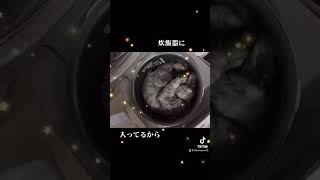 うちの猫が炊飯器に入ってるからご飯が炊けないよ #Shorts #ショート