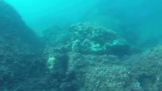 Fish Underwater Scuba Diving in Adriatic | Dubrovnik Croatia