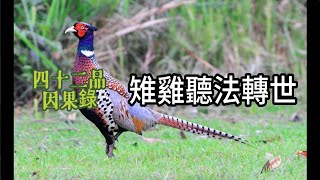 四十二品因果錄 # 第十二品 # 雉雞聽法轉世