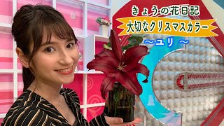 大人なクリスマスカラー「きょうの花日記」2021年12月22日放送