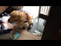 飼い主としての自信を無くさせる我が愛犬ベンツ。