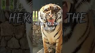 Top 10 Most Viewed Tiger YouTube Shorts #tiger #mostviewed #youtubeshorts #top10 #animals