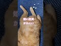 むぎっちゅ☆猫が🤣落ちていた♡短い尻尾♡ふりふり♡可愛い猫♡