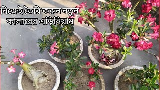 নিজেই তৈরি করুন নতুন রঙের মরু গোলাপ।