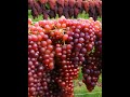 organic grapes.harvest 100 fruit grapevine grapegrowing grapeharvest wine usa farming grape