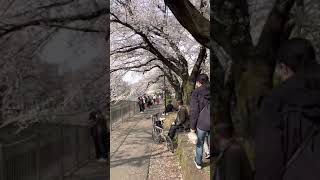 桜が咲いた🌸東京 善福寺川の桜きれい🕺🌸✨Cherry blossoms bloomed/TOKYO/JAPAN