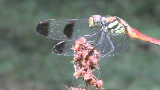 ノシメトンボのお食事　Sympetrum infuscatum