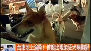 中視新聞》新增4例狂犬病鼬獾 累積全台達48例！