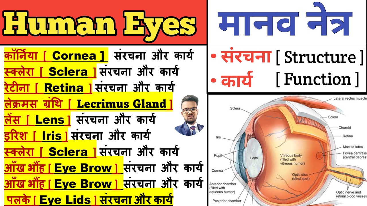 Structure Of Eye Diagram In Hindi Infoupdate Org