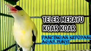 TELER KOAR KOAR‼️PANCINGAN ANTI STRES KEPODANG EMAS GACOR kepodang lain pasti nyaut