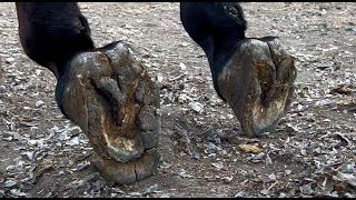 The donkey pulls a cart and its hoofs are severely worn. The farrier replaces the horseshoes.