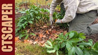 HOW TO CUT BACK PERENNIALS IN THE FALL