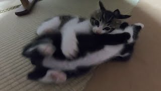 タックル子猫の豆ちゃんが大ちゃんにタックルを炸裂させる。【赤ちゃん猫】【保護猫】