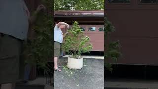 Best Way To Grow Cannabis - Haircuts Part 2 - Timelapse