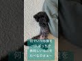 なんでいつも僕を置いて行くの？ トイプードル 犬