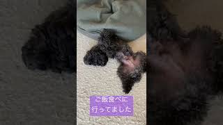 なんでいつも僕を置いて行くの？#トイプードル#犬