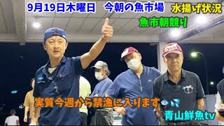 【明日から禁漁】【魚市場競り】【水揚げ情報】今朝の魚市場9月19日木曜日の水揚げ状況