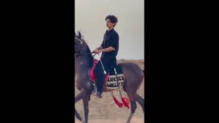 pakistani desi horses tent pegging & running in field