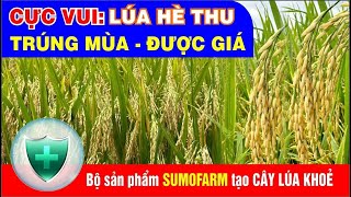 TRÚNG LỚN: Hè Thu TRÚNG MÙA cùng sản phẩm SUMOFARM. Lúa KHỎE - SẠCH BỆNH -GẠO NẶNG KÝ CHỐNG NHÓT LÚA