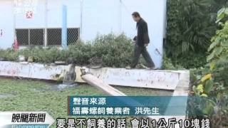 20110524-公視晚間新聞-廠商鼓勵養福壽螺 農委會憂心