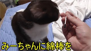 ドコモが発情期に…しかしすぐ逃げたので後回し…みーちゃんが来ていたのでみーちゃん猫に綿棒を！