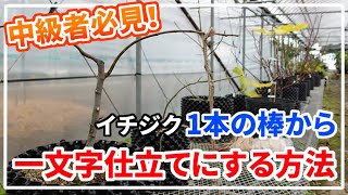 【イチジク】一本棒の苗を一文字仕立てにする二つの方法を解説します