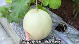 楼顶菜园第一次种玉菇甜瓜 一棵苗就结成一个 个头大味道也不