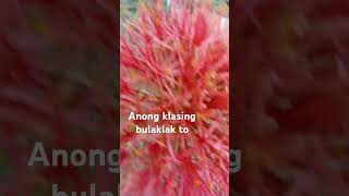 Anong klasing bulaklak to