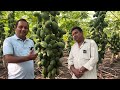 ताइवान रेड लेडी पपीता की शानदार खेती मूकन जी साहू गोमाना राजस्थान द्वारा papaya_farming papita