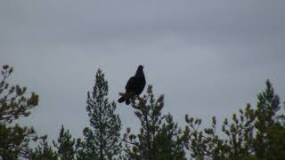 Teeren metsästystä part 1  Kanalinnun metsästystä  orre jakt | black grouse hunting