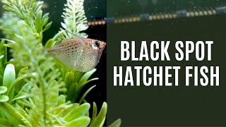 Fish Spotlight: Black Spot Hatchet Fish