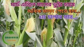 মার্চ এপ্রিল মাসের ভুট্টা চাষ ও সমস্যা এবং লাভ ||More money in corn cultivation in March and April.