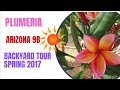 Plumeria tour of Arizona backyard - Spring 2017