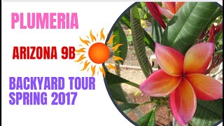 Plumeria tour of Arizona backyard - Spring 2017