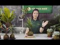 how to care for and water kokedama string gardens