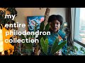 My entire Philodendron collection