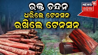 Red Sandalwood Smuggling News | ରକ୍ତ ଚନ୍ଦନ ଧରିଲେ ଟେନସନ ରଖିଲେ ଟେନସନ | Odia News