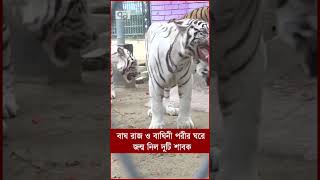 বাঘ রাজ ও বাঘিনী পরীর ঘরে জন্ম নিল দুটি শাবক