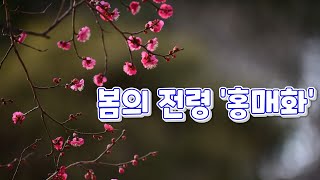 서울가볼만한곳. 지하철타고 서울여행. 홍매화로 유명한 사찰 봉은사.