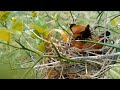 Most popular Bird in Philippines Build A wonderful native Nest ||KAYOD PH