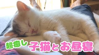 【超癒し】子猫のぽてとと一緒にお昼寝してみた