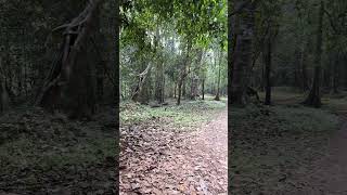 കണ്ണൂരിൽ FOREST SAFARI OPEN ആയി | ARALAM WILD LIFE SANCTUARY FOREST SAFARI IN KANNUR |KANNUR TOURISM