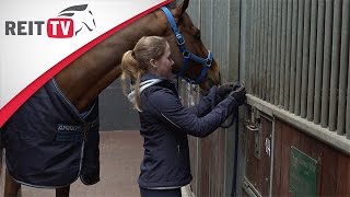 Reiten lernen: Das Pferd anbinden